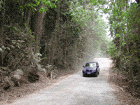 4WD rental driving through Cape Tribulation near Cairns in Queensland